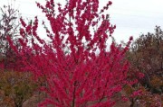 院子里可以种植碧桃吗？（探究碧桃的生长环境和种植条件）