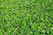 北方芋头种植技巧（种植时间、方法及注意事项）