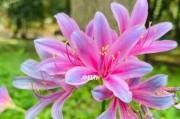 石蒜花的花期和生长习性（探究石蒜花的开花时间和生长习惯，助力栽培和观赏）