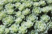 静夜多肉徒长怎么办？（多肉植物生长过程中的疑难杂症与解决方法）