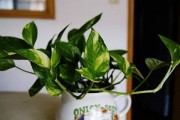 绿萝换盆必知，土壤选择关键（了解注意事项，让绿萝茁壮成长）
