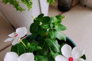 长春花修剪技巧（从枝叶修剪到花期管理，让你轻松掌握）