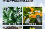 怎样施肥才能让你的桂花树更美？（选对肥料是关键，最好的肥料是...）