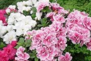 杜鹃喜水植物吗？（探究杜鹃的水分需求）