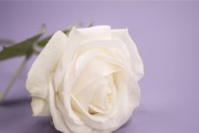 13朵玫瑰的花语深意（探秘玫瑰代表的含义，了解13朵玫瑰的神秘花语）