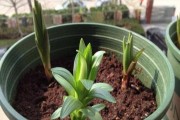 红小豆的发芽出苗时间（种植红小豆要注意的事项）