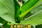 夏玉米生长期多长时间？（了解夏玉米的生长周期，助力高产收成！）