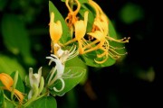 金银花喜阴还是喜阳？（了解金银花生长环境，让你种植更得心应手）
