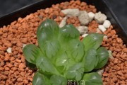 夏天如何科学浇水多肉植物（掌握浇水规律，助力多肉生长）