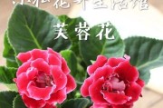 如何保存大岩桐种球？（种植必读）