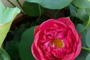 如何养护菜莲，让它开出绚丽的花朵（揭秘菜莲养护技巧，让你的花园更加美丽）