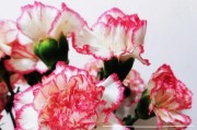 本命年养什么花好？|选对花种，祈福消灾