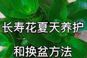 长寿花什么时候换盆合适（叶片变小、开花变少？换盆是关键）