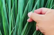 如何保存葱的种子（葱种子的收集、储存与管理）