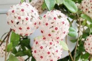 以球兰现蕾后的养护秘籍（打造美丽球兰花园，让花儿绽放绚丽光彩）