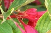红王子锦带花期详解（探究红王子锦带花期及其特点，助你更好的栽培）