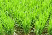 水稻生长温度和其对产量的影响（探究水稻最适生长温度，提高产量）