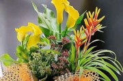 以花之都精品花卉（探索花之都的美丽与魅力）