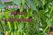 辣椒追肥的正确方法（选择适合的肥料，让辣椒生长更健康）