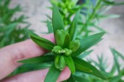 百合花种植全攻略（掌握最佳种植时间，让您的百合花开得更美）