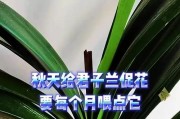 以君子兰秋天怎么栽（打造美丽秋天花园的技巧与经验）