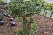六月雪花的养护技巧（打造美丽花园的秘密武器）