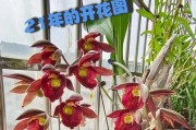 兰花种子的种植方法（从准备土壤到移栽，一步步教你如何种植兰花种子）