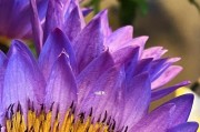 睡莲花开春天（赏花必备攻略，一起来看看睡莲吧！）