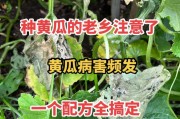 荷兰黄瓜的种植时间和方法（打造高产稳定的荷兰黄瓜种植技巧）