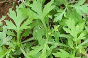 探秘艾叶的神秘世界（了解艾叶的植物类别及其药用价值）