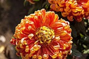 探寻菊花的形状之美（从花瓣到花心，揭秘菊花的奥秘）