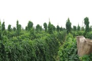 如何选择适合种植铁棍山药的时间？（种植铁棍山药的最佳月份及注意事项）