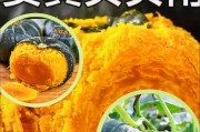 南瓜采摘的最佳时间（如何判断南瓜成熟？南瓜采摘须知）