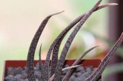 四季芦荟的养护法（春夏秋冬都要知道的浇水技巧）