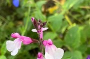 室内常年开花花卉——打造不灭的花园