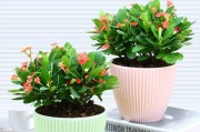 室内养花宝典：15种花草让家更美
