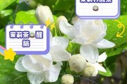 干茉莉花的奇妙之旅（探索干茉莉花的香气与益处）