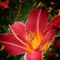 32朵玫瑰的花语解析（了解32朵玫瑰所代表的意义和象征）