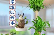 卧室水培植物的选择与养护（为您的卧室增添生机）