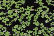浮萍的生态特征与分类研究（探究浮萍的营养、繁殖及种类多样性）