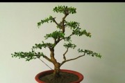 黄杨喜水的种植和养护方法（喜水植物黄杨的适应环境及生长特点）