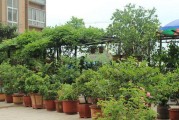 露台种植指南——适合在露台上种什么树（打造美丽的露台花园，从树开始）