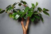 茶叶花的修剪方法和注意事项（茶叶花修剪技巧、花期掌握、病虫害防治）