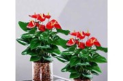 一帆风顺花的种植与养护（从种子到开花的全过程）
