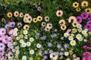 了解雏菊的生长环境和地方条件（雏菊的适宜生长环境和地点选择）