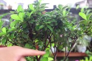 杜鹃花叶子发黄的原因与治疗方法（害怕杜鹃花变“黄脸婆”？别着急，这些方法帮您解决！）