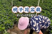 如何养殖长得好的桅子花（从选购到养护，掌握这些技巧轻松打造美丽庭院）