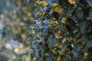 如何繁殖桂花树（桂花树的繁殖方法和注意事项）