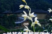 夏天兰花浇水技巧（从频率、量、时间、品质等方面全面讲解浇水方法）