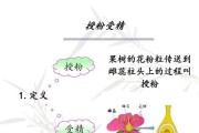 荔枝是否自花授粉？（探究荔枝的授粉机制及其对果实品质的影响）